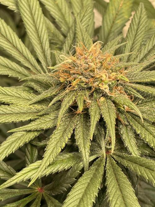 CBD Winter Paradise. Week 15 - 20260314, CBDelight, Day 110, Top bud