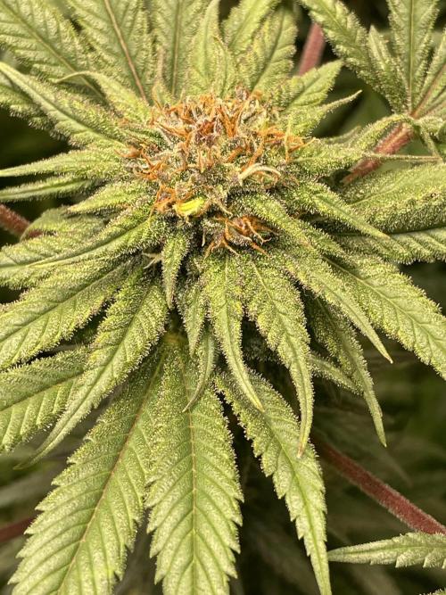 CBD Winter Paradise. Week 15 - 20260314, CBDRelax, Day 110, Top bud