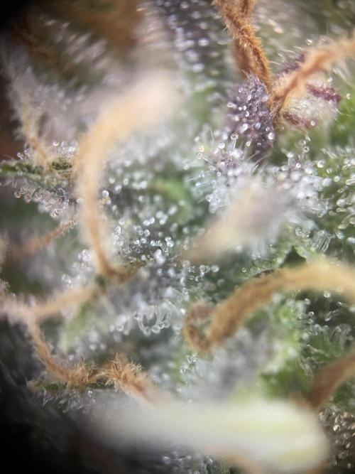 CBD Winter Paradise. Week 15 - 20260314, CBDelight, Day 110, Top bud