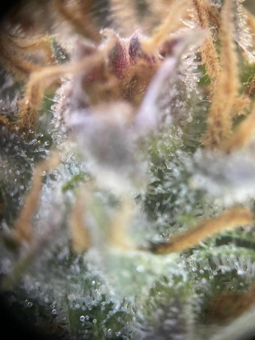 CBD Winter Paradise. Week 15 - 20260314, CBDRelax, Day 110, Top bud