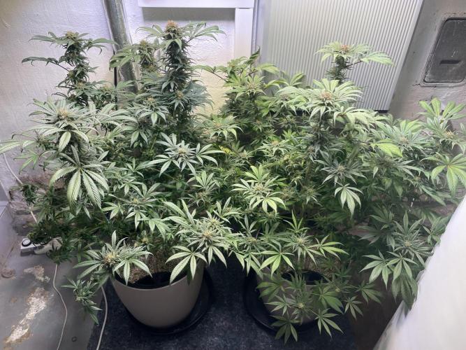 CBD Winter Paradise. Week 16 - 20260322, CBDelight and CBDRelax, Day 118