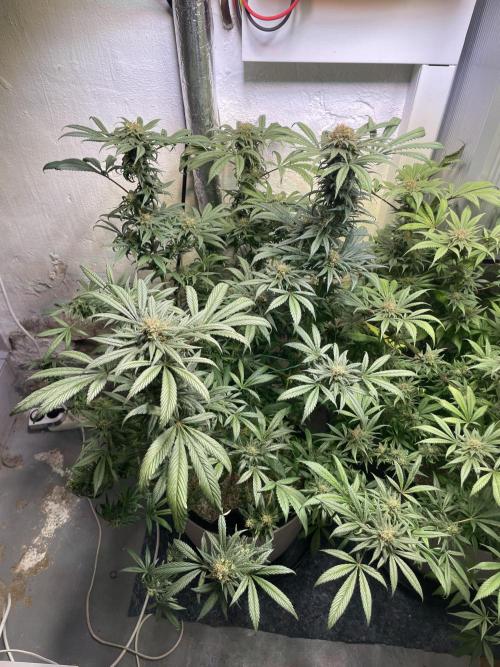 CBD Winter Paradise. Week 16 - 20260322, CBDelight, Day 118