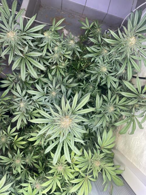 CBD Winter Paradise. Week 16 - 20260322, CBDelight, Day 118