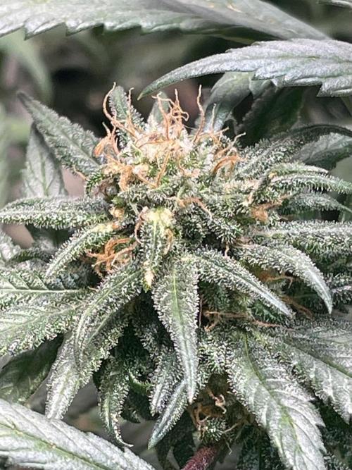 CBD Winter Paradise. Week 16 - 20260322, CBDelight, Day 118