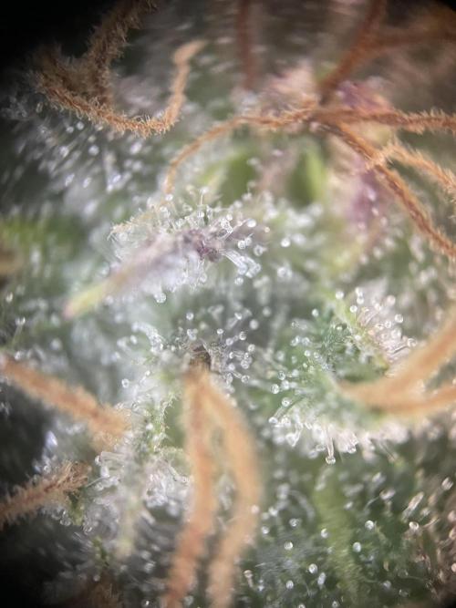 CBD Winter Paradise. Week 16 - 20260322, CBDelight, Day 118