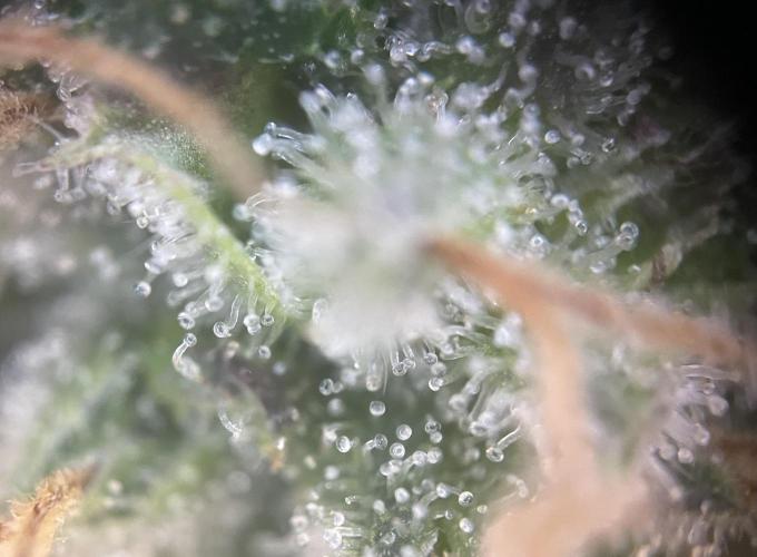 CBD Winter Paradise. Week 16 - 20260322, CBDelight, Day 118