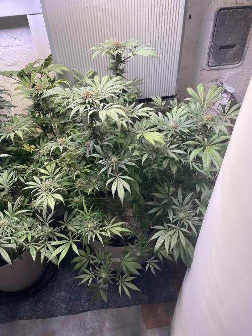 CBD Winter Paradise. Week 16 - 20260322, CBDRelax, Day 118