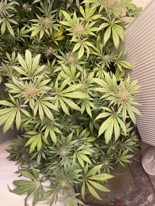 CBD Winter Paradise. Week 16 - 20260322, CBDRelax, Day 118
