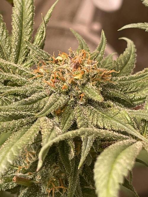 CBD Winter Paradise. Week 16 - 20260322, CBDRelax, Day 118