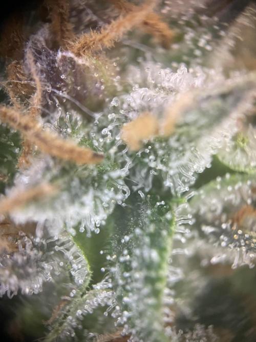 CBD Winter Paradise. Week 16 - 20260322, CBDRelax, Day 118