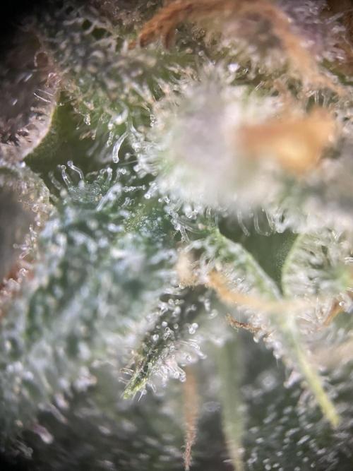 CBD Winter Paradise. Week 16 - 20260322, CBDRelax, Day 118