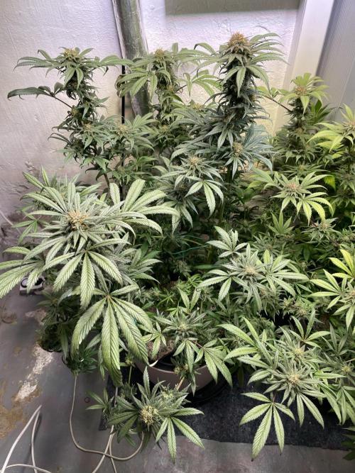 CBD Winter Paradise. Week 17 - 20260325, CDDelight, Day 121