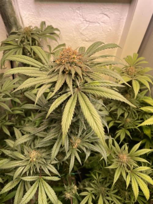 CBD Winter Paradise. Week 17 - 20260325, CDDelight, Day 121