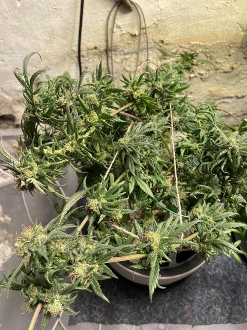 CBD Winter Paradise. Week 17 - 20260329, CDDelight, Day 125