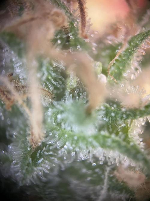 CBD Winter Paradise. Week 17 - 20260329, CDDelight, Day 125, Lower Bud
