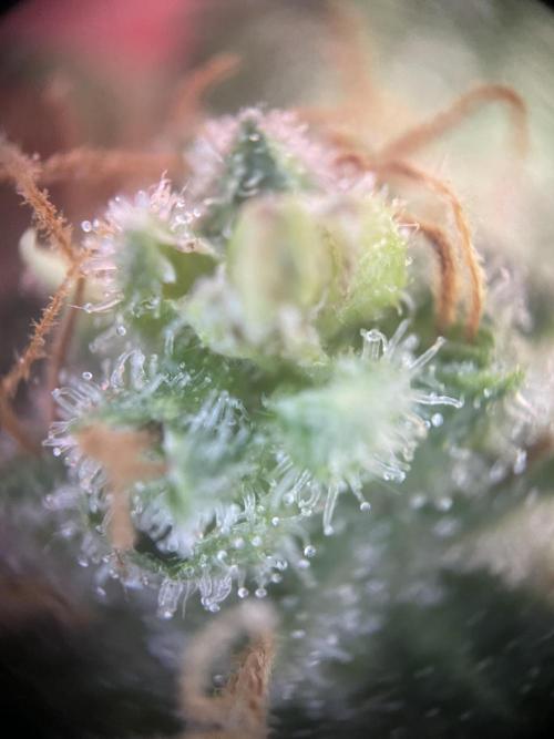 CBD Winter Paradise. Week 17 - 20260329, CDDelight, Day 125, Lower Bud