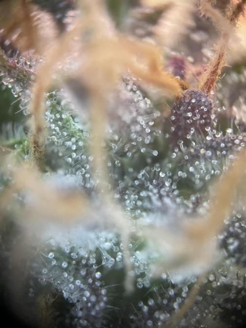 CBD Winter Paradise. Week 17 - 20260325, CDDelight, Day 121, Top Bud