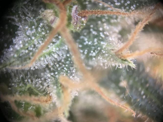 CBD Winter Paradise. Week 17 - 20260325, CDDelight, Day 121, Top Bud