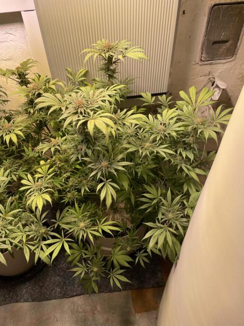 CBD Winter Paradise. Week 17 - 20260325, CBDRelax, Day 121