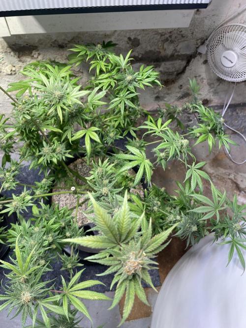 CBD Winter Paradise. Week 17 - 20260329, CBDRelax, Day 125