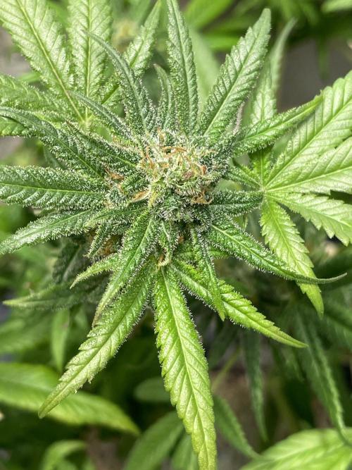 CBD Winter Paradise. Week 17 - 20260329, CBDRelax, Day 125