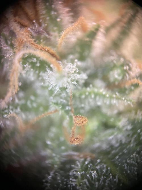 CBD Winter Paradise. Week 17 - 20260329, CBDRelax, Day 125, Lower Bud