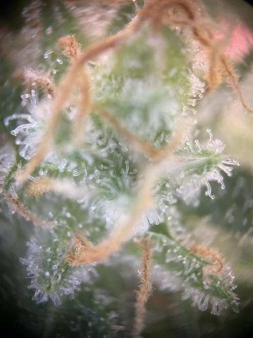 CBD Winter Paradise. Week 17 - 20260329, CBDRelax, Day 125, Lower Bud