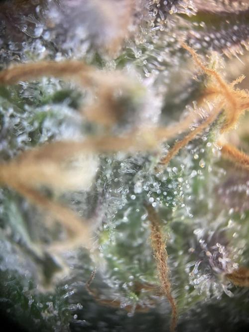 CBD Winter Paradise. Week 17 - 20260325, CBDRelax, Day 121, Top Bud