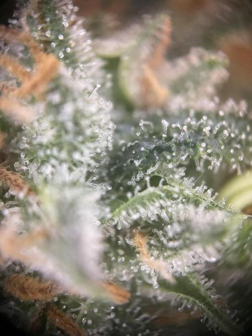 CBD Winter Paradise. Week 17 - 20260325, CBDRelax, Day 121, Top Bud
