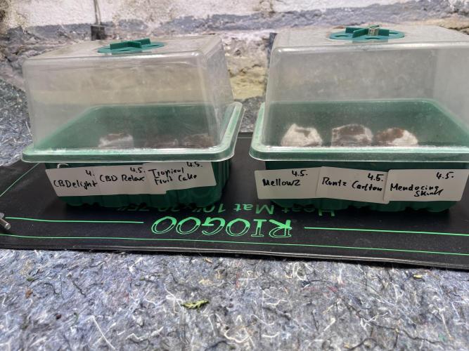 Summer Paradise Outdoor Grow Germany. Week 0 - 20260506, Germination