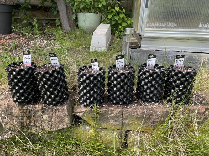 Summer Paradise Outdoor Grow Germany. Week 0 - 20260510, Planting in 1l Airpot