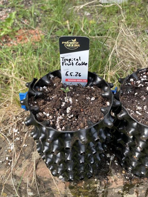 Summer Paradise Outdoor Grow Germany. Week 0 - 20260510, Tropical Fruit Cake