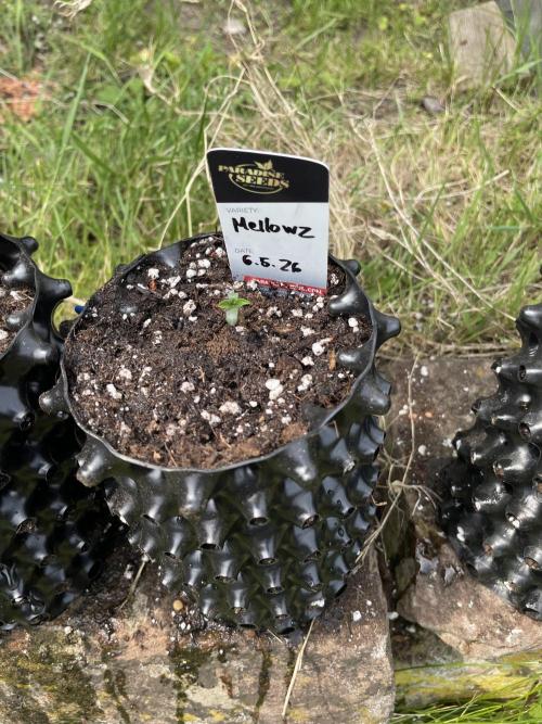 Summer Paradise Outdoor Grow Germany. Week 0 - 20260510, Mellowz