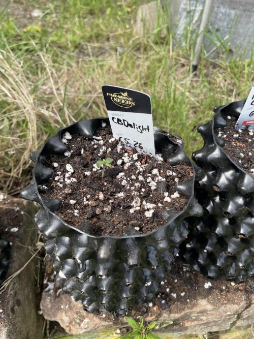 Summer Paradise Outdoor Grow Germany. Week 0 - 20260510, CBDelight