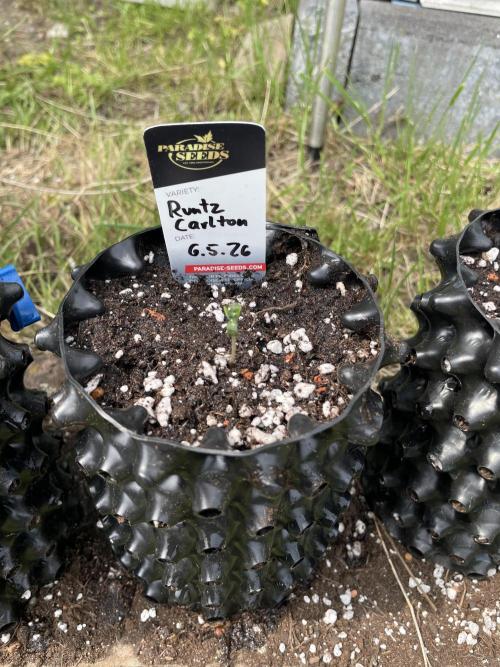 Summer Paradise Outdoor Grow Germany. Week 0 - 20260510, Runtz Carlton