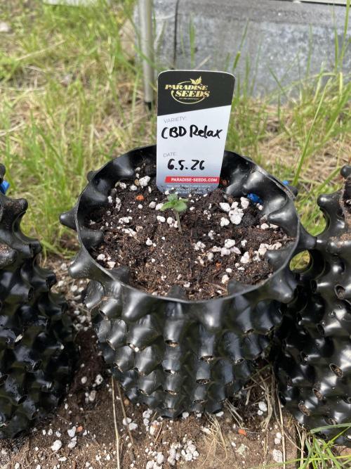 Summer Paradise Outdoor Grow Germany. Week 0 - 20260510, CBDRelax
