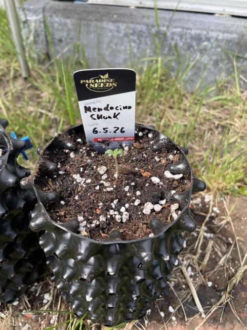 Summer Paradise Outdoor Grow Germany. Week 0 - 20260510, Mendocino Skunk