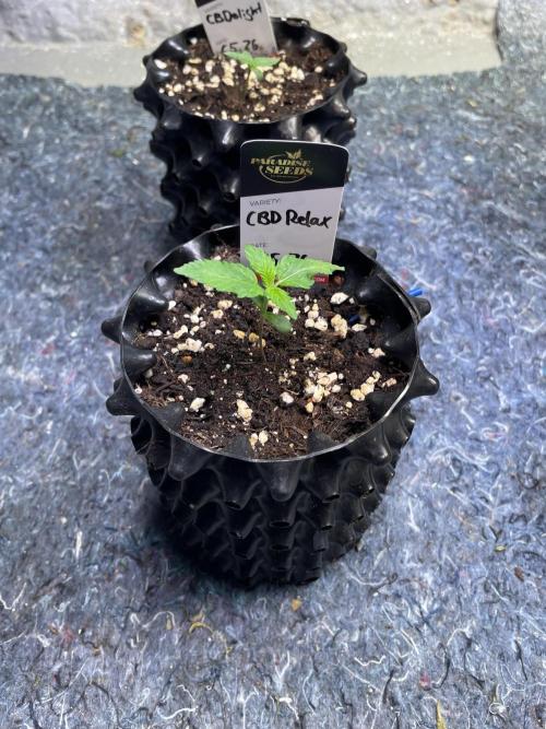 Summer Paradise Outdoor Grow Germany. Week 1 - 20260517, Day 11, CBDRelax