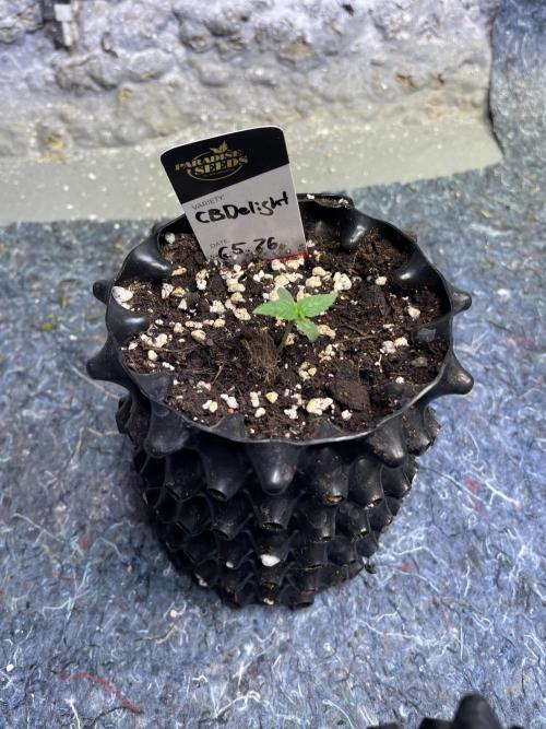 Summer Paradise Outdoor Grow Germany. Week 1 - 20260517, Day 11, CBDelight