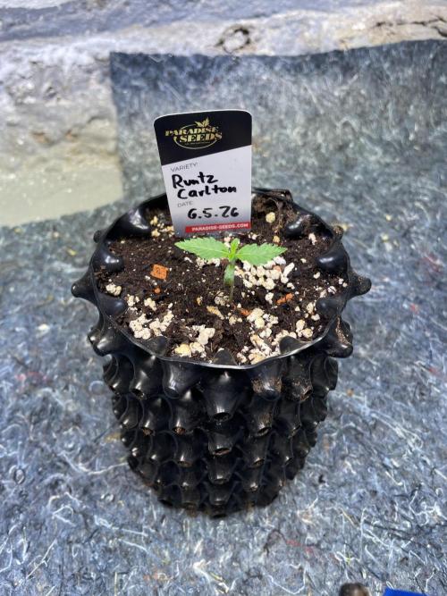 Summer Paradise Outdoor Grow Germany. Week 1 - 20260517, Day 11, Runtz Carlton