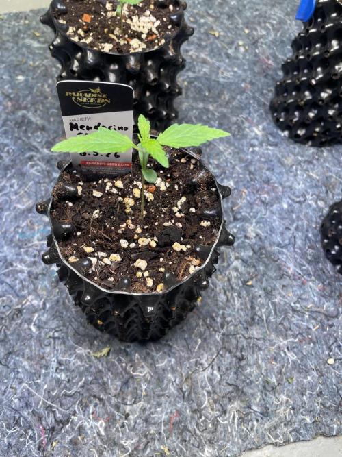 Summer Paradise Outdoor Grow Germany. Week 1 - 20260517, Day 11, Mendocino Skunk