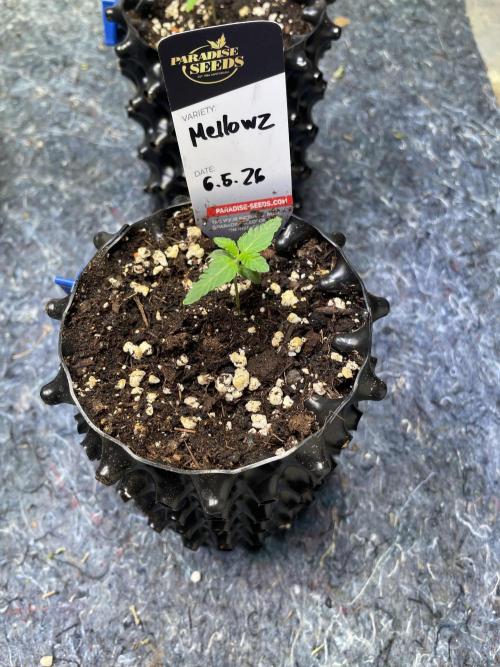Summer Paradise Outdoor Grow Germany. Week 1 - 20260517, Day 11, Mellowz