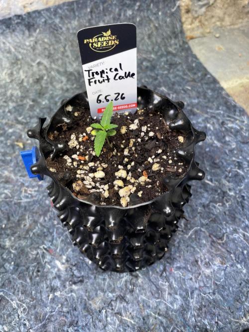 Summer Paradise Outdoor Grow Germany. Week 1 - 20260517, Day 11, Tropical Fruit Cake