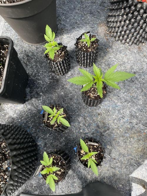 Summer Paradise Outdoor Grow Germany. Week 2
