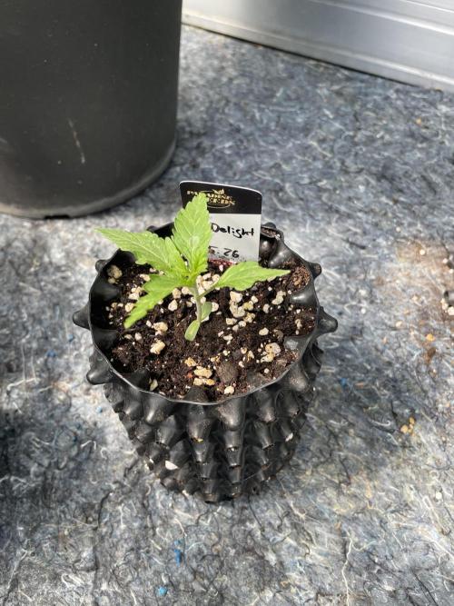 Summer Paradise Outdoor Grow Germany. Week 2 - 20260524, CBDelight, Day 18