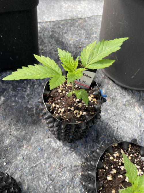 Summer Paradise Outdoor Grow Germany. Week 2 - 20260524, CBDRelax, Day 18
