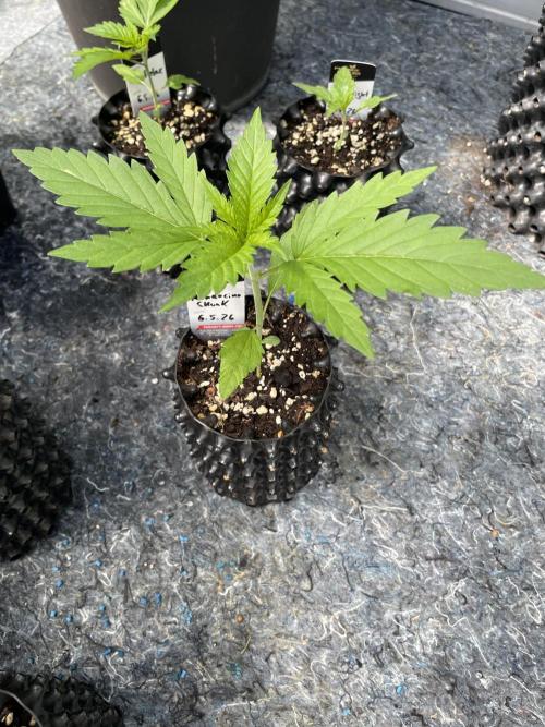 Summer Paradise Outdoor Grow Germany. Week 2 - 20260524, Mendocino Skunk, Day 18