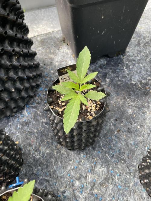 Summer Paradise Outdoor Grow Germany. Week 2 - 20260524, Runtz Carlton, Day 18
