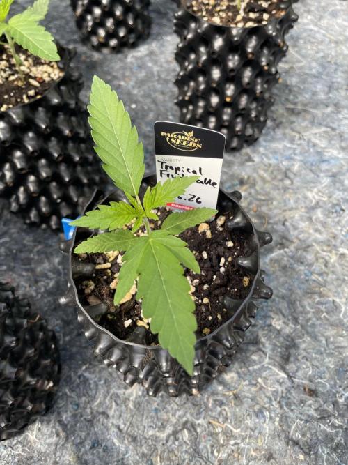 Summer Paradise Outdoor Grow Germany. Week 2 - 20260524, Tropical Fruit Cake, Day 18