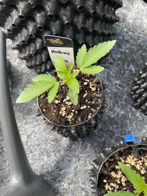 Summer Paradise Outdoor Grow Germany. Week 2 - 20260524, Mellowz, Day 18